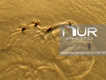 Four spotted billed ducks swim on the water in the estuary wetland of Baisha River, Liuting Street, Chengyang District, in Qingdao, China, o...