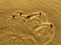 Four spotted billed ducks swim on the water in the estuary wetland of Baisha River, Liuting Street, Chengyang District, in Qingdao, China, o...