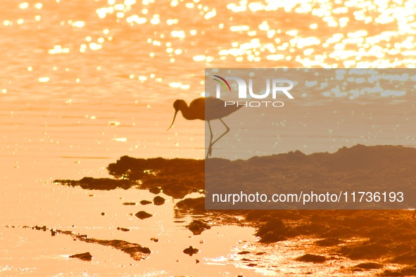 A reverse-billed sniper forages in the sunset glow at the Baisha River estuary wetland in Liuting Street, Chengyang district, in Qingdao, Ch...