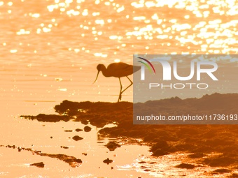 A reverse-billed sniper forages in the sunset glow at the Baisha River estuary wetland in Liuting Street, Chengyang district, in Qingdao, Ch...