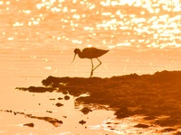 A reverse-billed sniper forages in the sunset glow at the Baisha River estuary wetland in Liuting Street, Chengyang district, in Qingdao, Ch...