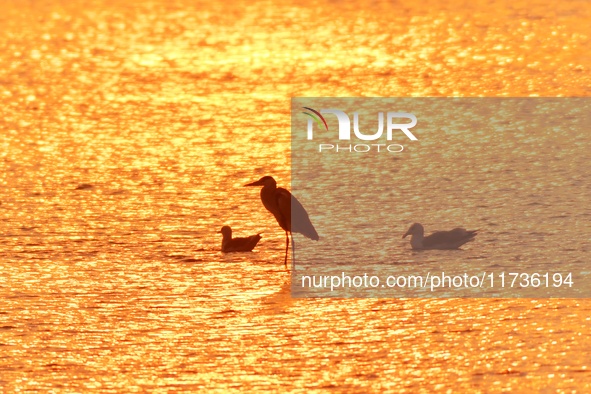 Herons and seagulls roost in the sunset at the Baisha River estuary wetland in Liuting Street, Chengyang district, in Qingdao, China, on Nov...