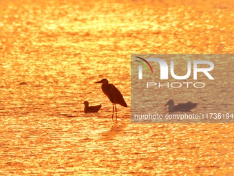 Herons and seagulls roost in the sunset at the Baisha River estuary wetland in Liuting Street, Chengyang district, in Qingdao, China, on Nov...