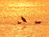 Herons and seagulls roost in the sunset at the Baisha River estuary wetland in Liuting Street, Chengyang district, in Qingdao, China, on Nov...