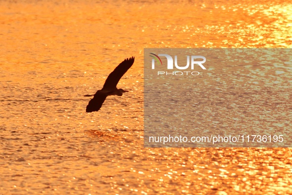 A heron flies over the water in the estuary wetland of Baisha River, Liuting Street, Chengyang district, in Qingdao, China, on November 3, 2...