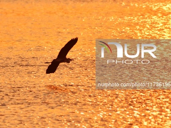 A heron flies over the water in the estuary wetland of Baisha River, Liuting Street, Chengyang district, in Qingdao, China, on November 3, 2...