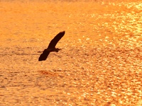 A heron flies over the water in the estuary wetland of Baisha River, Liuting Street, Chengyang district, in Qingdao, China, on November 3, 2...