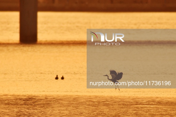 A heron flies over the water in the estuary wetland of Baisha River, Liuting Street, Chengyang district, in Qingdao, China, on November 3, 2...