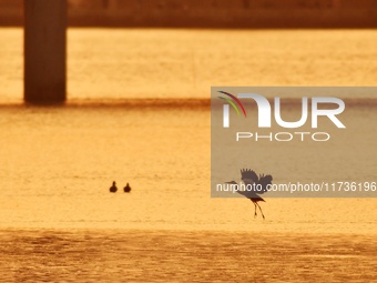 A heron flies over the water in the estuary wetland of Baisha River, Liuting Street, Chengyang district, in Qingdao, China, on November 3, 2...