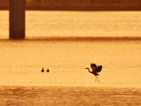 A heron flies over the water in the estuary wetland of Baisha River, Liuting Street, Chengyang district, in Qingdao, China, on November 3, 2...