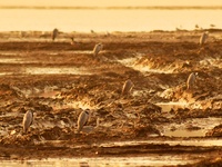 Flocks of herons roost on the beach at the Baisha River estuary wetland in Liuting Street, Chengyang district, Qingdao, China, on November 3...