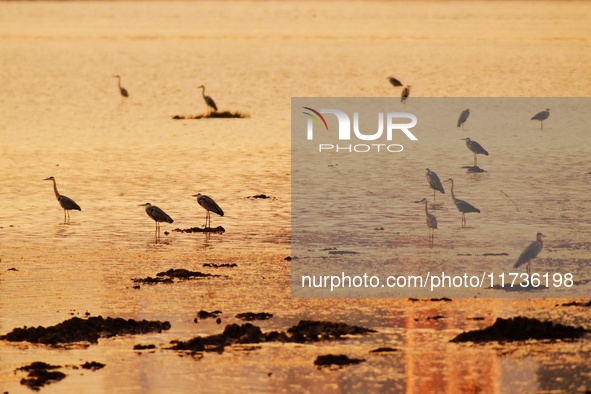 Flocks of herons feed on the water in the estuary wetland of Baisha River, Liuting Street, Chengyang district, in Qingdao, China, on Novembe...