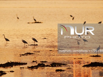 Flocks of herons feed on the water in the estuary wetland of Baisha River, Liuting Street, Chengyang district, in Qingdao, China, on Novembe...