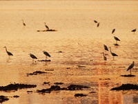 Flocks of herons feed on the water in the estuary wetland of Baisha River, Liuting Street, Chengyang district, in Qingdao, China, on Novembe...