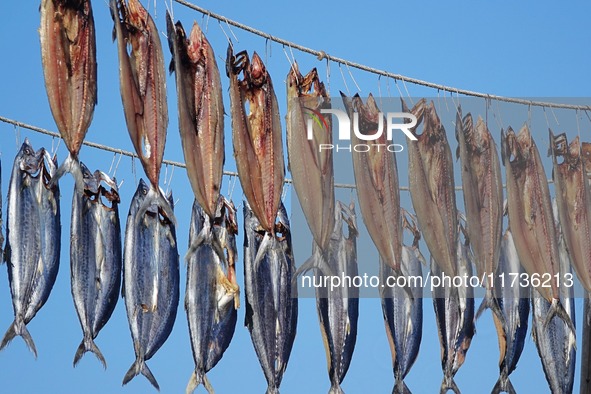 Spanish mackerel are dried on Gujia Island, a new area on the west coast of Qingdao, in Qingdao, China, on November 3, 2024. 