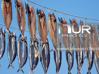 Spanish mackerel are dried on Gujia Island, a new area on the west coast of Qingdao, in Qingdao, China, on November 3, 2024. (