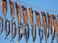 Spanish mackerel are dried on Gujia Island, a new area on the west coast of Qingdao, in Qingdao, China, on November 3, 2024. (