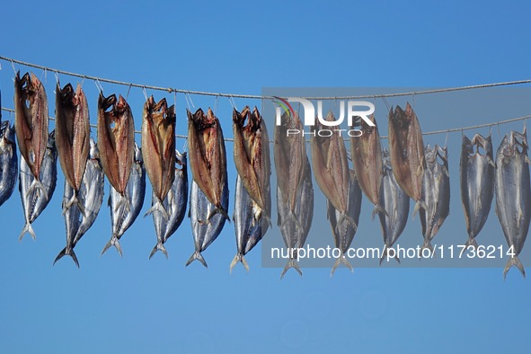 Spanish mackerel are dried on Gujia Island, a new area on the west coast of Qingdao, in Qingdao, China, on November 3, 2024. 