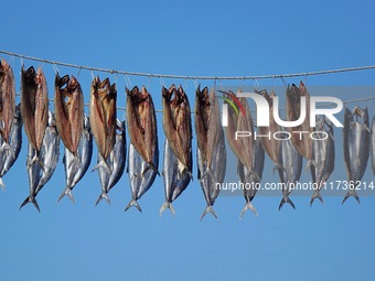 Spanish mackerel are dried on Gujia Island, a new area on the west coast of Qingdao, in Qingdao, China, on November 3, 2024. (