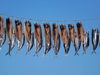 Spanish mackerel are dried on Gujia Island, a new area on the west coast of Qingdao, in Qingdao, China, on November 3, 2024. (