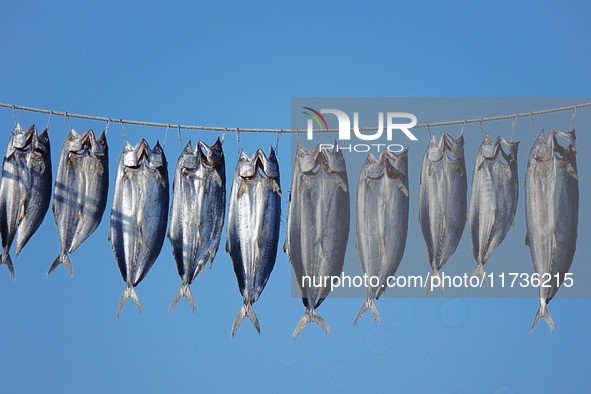 Spanish mackerel are dried on Gujia Island, a new area on the west coast of Qingdao, in Qingdao, China, on November 3, 2024. 