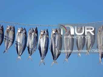 Spanish mackerel are dried on Gujia Island, a new area on the west coast of Qingdao, in Qingdao, China, on November 3, 2024. (