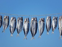 Spanish mackerel are dried on Gujia Island, a new area on the west coast of Qingdao, in Qingdao, China, on November 3, 2024. (