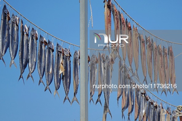 Spanish mackerel are dried on Gujia Island, a new area on the west coast of Qingdao, in Qingdao, China, on November 3, 2024. 