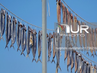 Spanish mackerel are dried on Gujia Island, a new area on the west coast of Qingdao, in Qingdao, China, on November 3, 2024. (