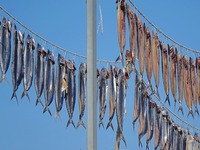 Spanish mackerel are dried on Gujia Island, a new area on the west coast of Qingdao, in Qingdao, China, on November 3, 2024. (