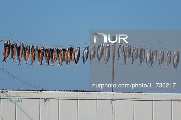 Spanish mackerel are dried on Gujia Island, a new area on the west coast of Qingdao, in Qingdao, China, on November 3, 2024. 