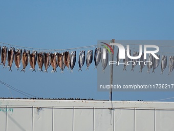 Spanish mackerel are dried on Gujia Island, a new area on the west coast of Qingdao, in Qingdao, China, on November 3, 2024. (