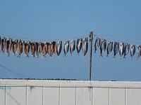 Spanish mackerel are dried on Gujia Island, a new area on the west coast of Qingdao, in Qingdao, China, on November 3, 2024. (