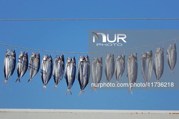 Spanish mackerel are dried on Gujia Island, a new area on the west coast of Qingdao, in Qingdao, China, on November 3, 2024. 