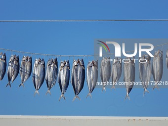 Spanish mackerel are dried on Gujia Island, a new area on the west coast of Qingdao, in Qingdao, China, on November 3, 2024. (