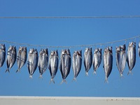 Spanish mackerel are dried on Gujia Island, a new area on the west coast of Qingdao, in Qingdao, China, on November 3, 2024. (