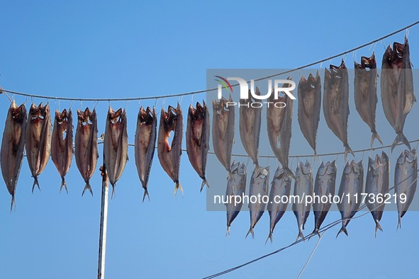 Spanish mackerel are dried on Gujia Island, a new area on the west coast of Qingdao, in Qingdao, China, on November 3, 2024. 