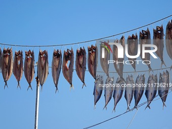 Spanish mackerel are dried on Gujia Island, a new area on the west coast of Qingdao, in Qingdao, China, on November 3, 2024. (