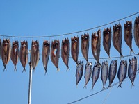 Spanish mackerel are dried on Gujia Island, a new area on the west coast of Qingdao, in Qingdao, China, on November 3, 2024. (