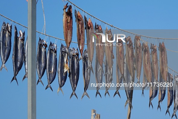 Spanish mackerel are dried on Gujia Island, a new area on the west coast of Qingdao, in Qingdao, China, on November 3, 2024. 