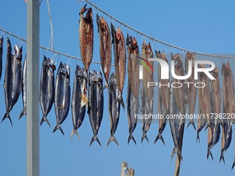 Spanish mackerel are dried on Gujia Island, a new area on the west coast of Qingdao, in Qingdao, China, on November 3, 2024. (