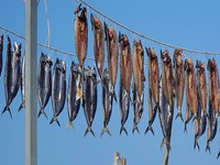 Spanish mackerel are dried on Gujia Island, a new area on the west coast of Qingdao, in Qingdao, China, on November 3, 2024. (