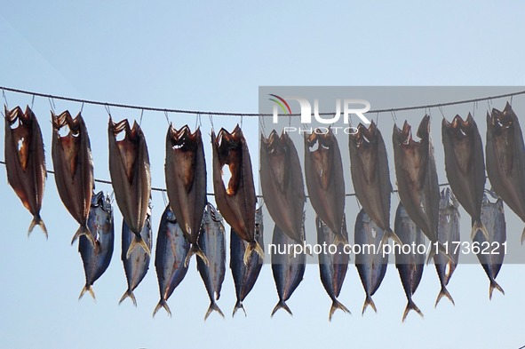 Spanish mackerel are dried on Gujia Island, a new area on the west coast of Qingdao, in Qingdao, China, on November 3, 2024. 