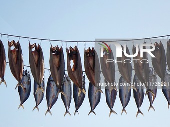 Spanish mackerel are dried on Gujia Island, a new area on the west coast of Qingdao, in Qingdao, China, on November 3, 2024. (