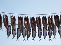 Spanish mackerel are dried on Gujia Island, a new area on the west coast of Qingdao, in Qingdao, China, on November 3, 2024. (