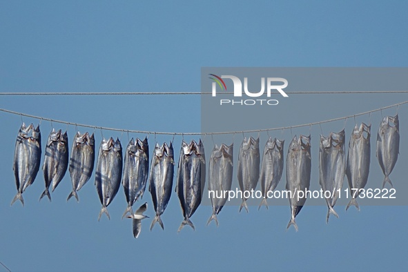 Spanish mackerel are dried on Gujia Island, a new area on the west coast of Qingdao, in Qingdao, China, on November 3, 2024. 