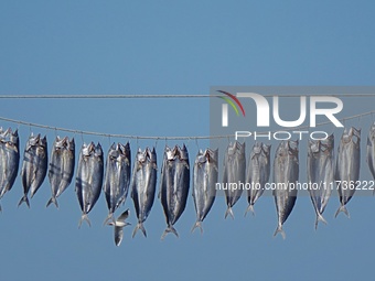 Spanish mackerel are dried on Gujia Island, a new area on the west coast of Qingdao, in Qingdao, China, on November 3, 2024. (