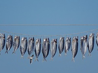 Spanish mackerel are dried on Gujia Island, a new area on the west coast of Qingdao, in Qingdao, China, on November 3, 2024. (