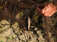 Jalangi River Is Almost Devoid Of Fish Due To Pollution. Casting A Net For Fish In A River Often Results In Garbage Arriving Instead Of Fish...