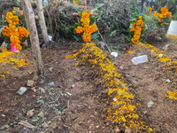 Graves are decorated with marigold flowers at Cemetery del Carmen, in the community of San Miguel Tzinacapan, during the Mexican Day of the...